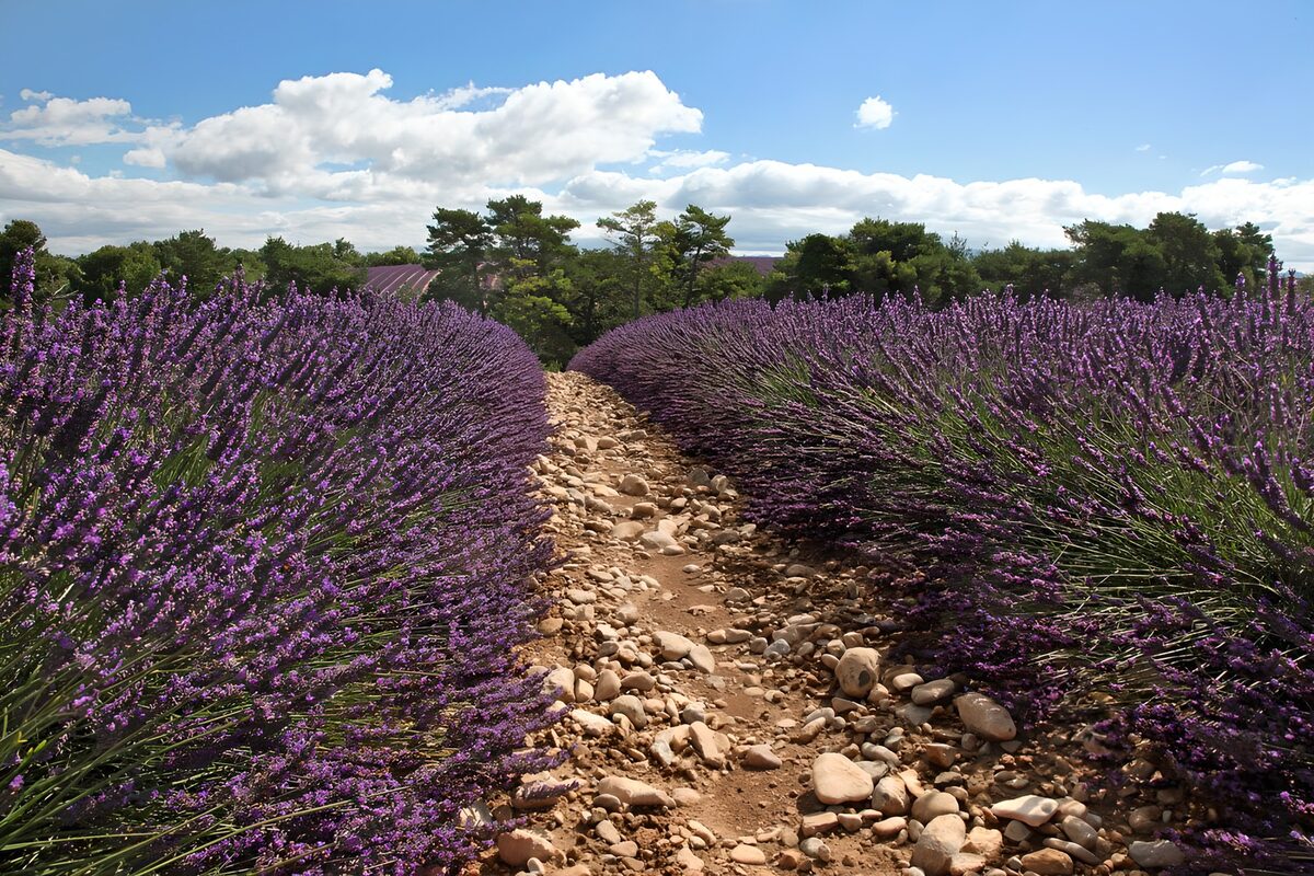 Sendero entre lavandas al sol