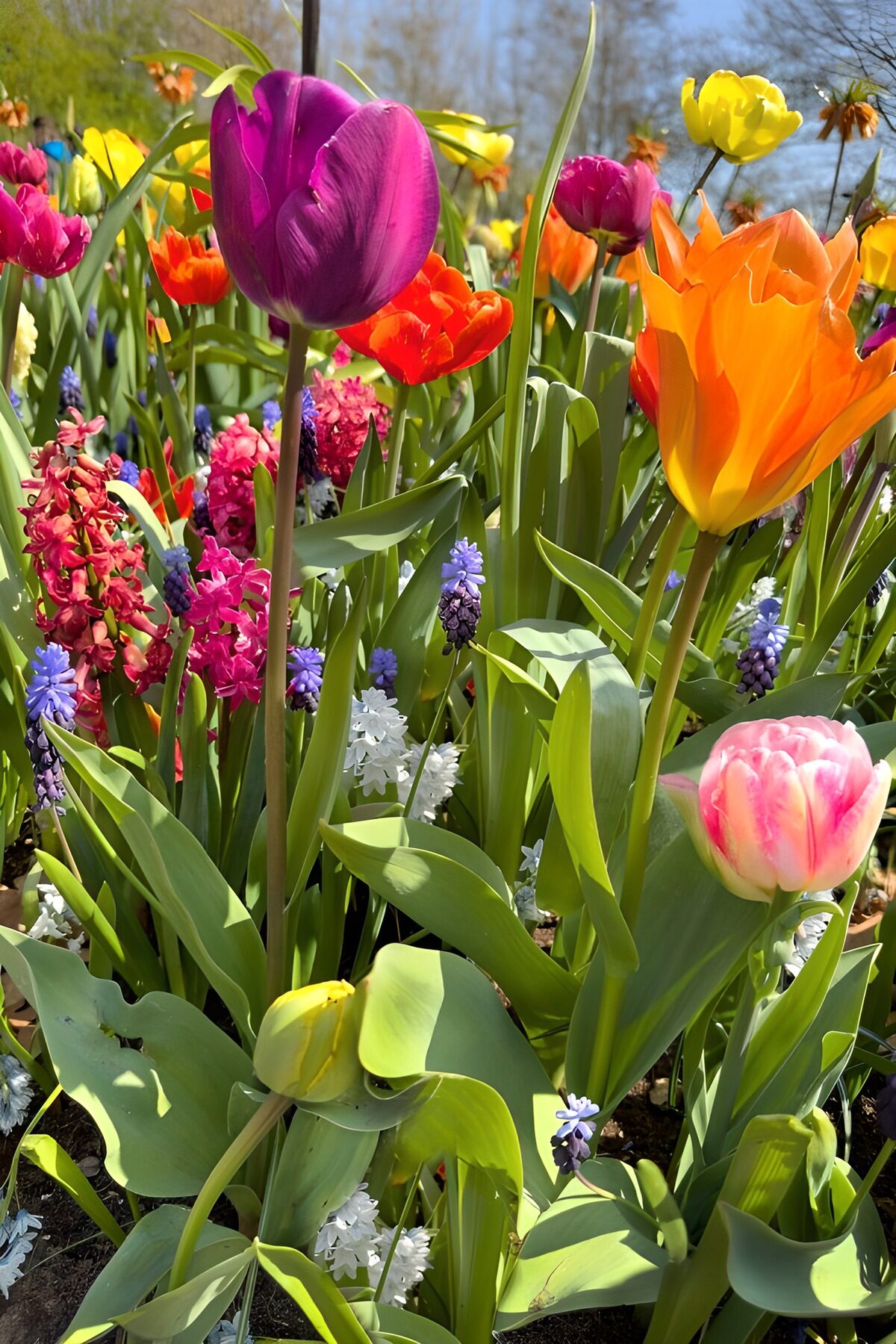 Tulipanes y jacintos al sol