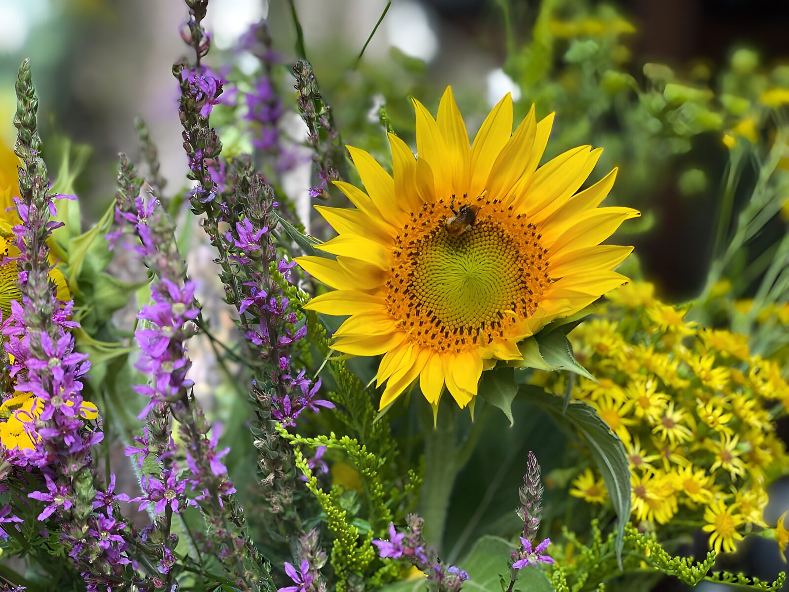 TPES28055: Girasol y flores moradas a plena luz