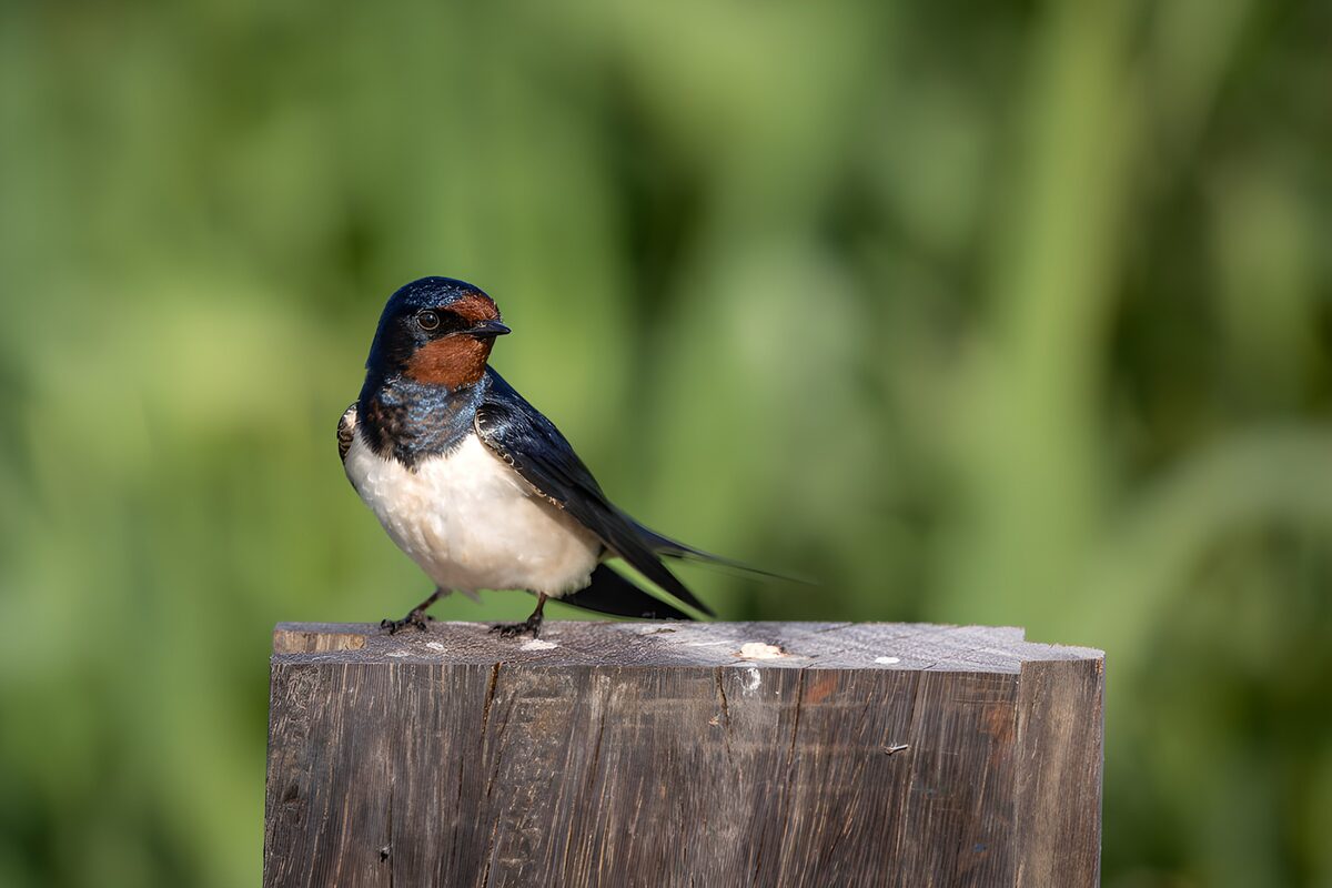 Golondrina común sobre un poste al sol