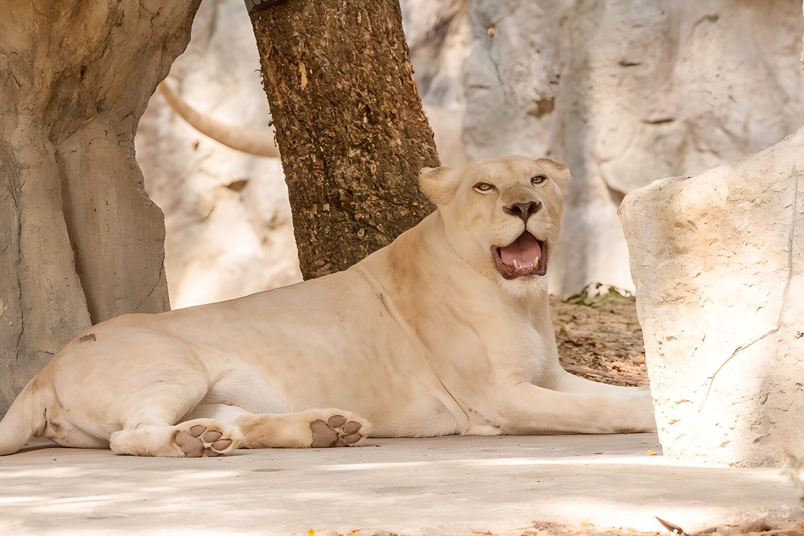 TPES61774: Leona blanca descansando entre rocas