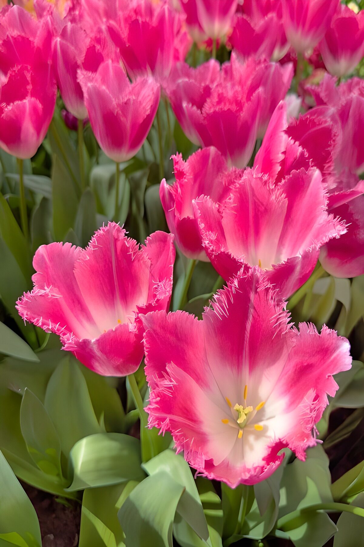 Tulipanes rosas con flecos al sol
