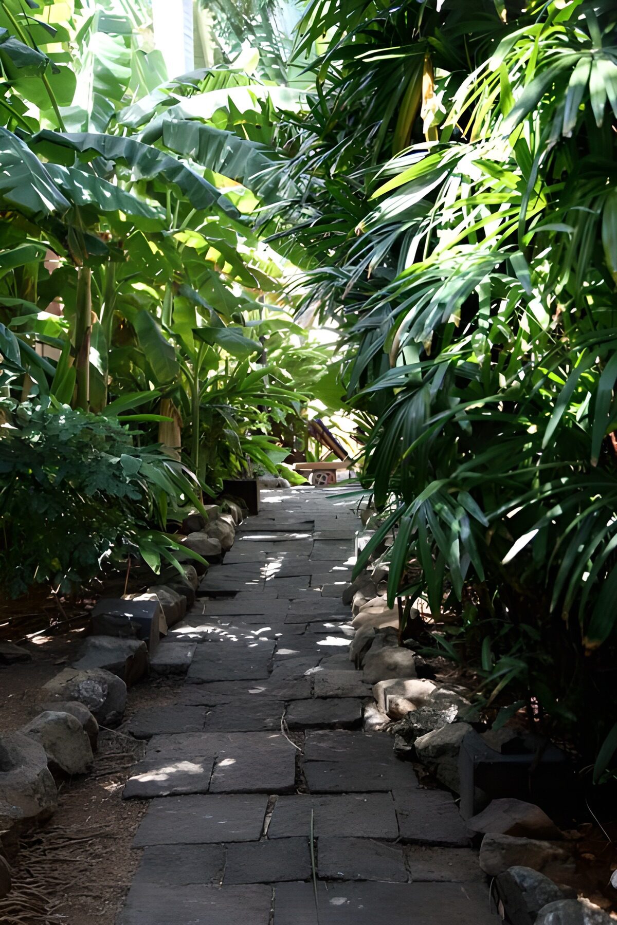 Sendero de piedra entre hojas tropicales