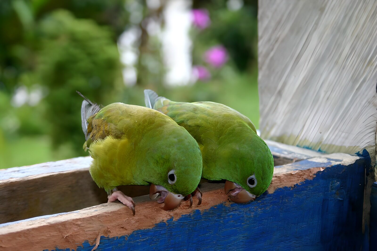 TPES44463: Dos loros verdes mordisqueando madera