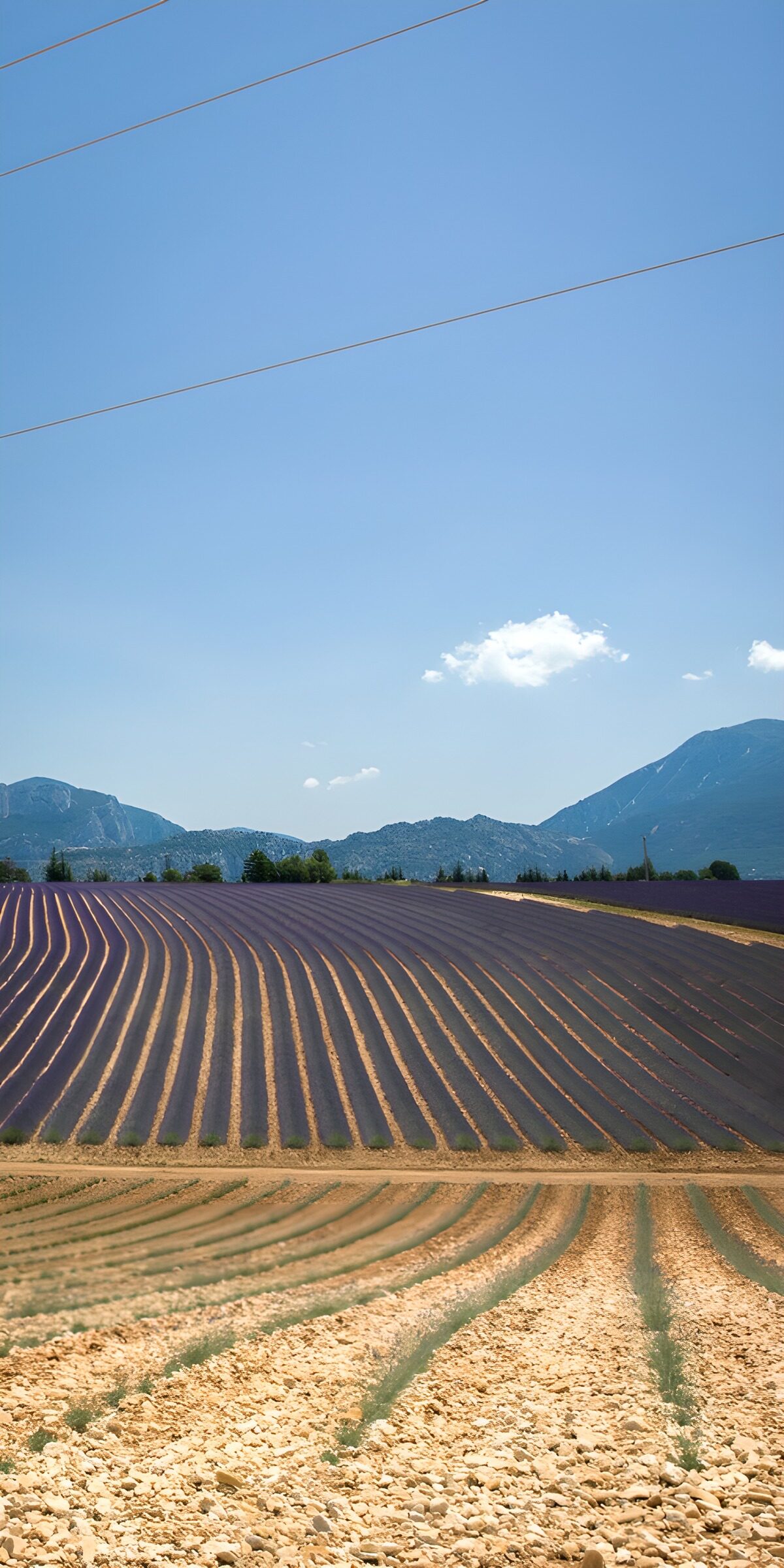 TPES60438: Campos morados al pie de las montañas