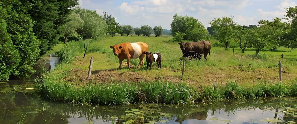 Vacas y terneros en un prado tranquilo