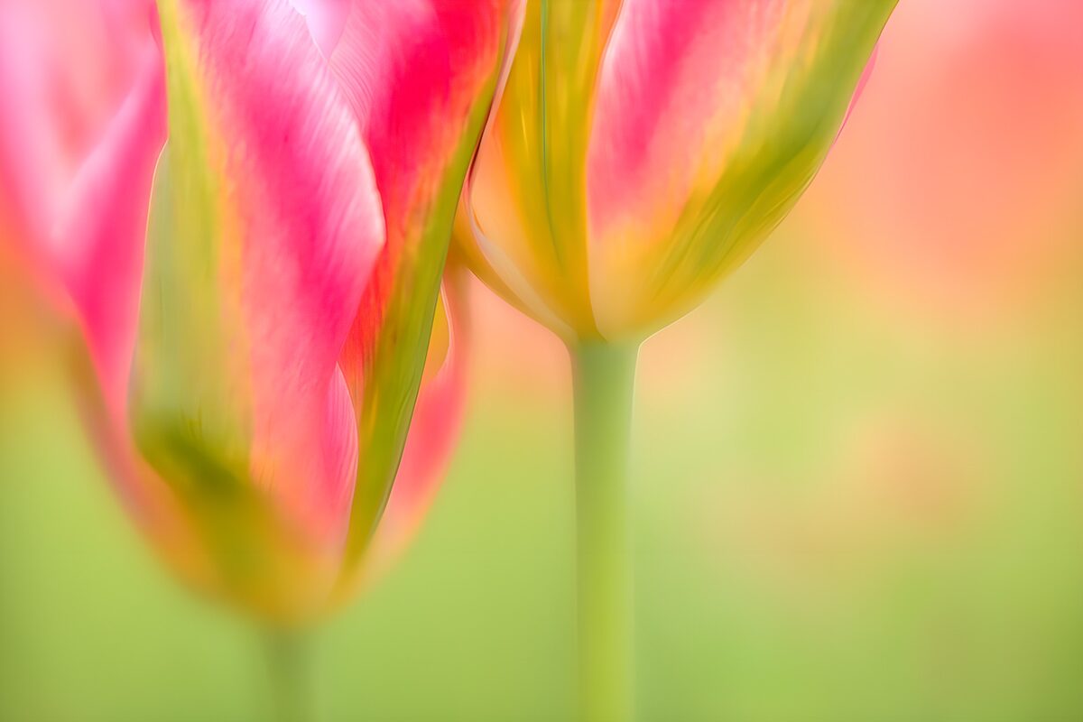 Tulipanes rosas en un suave desenfoque