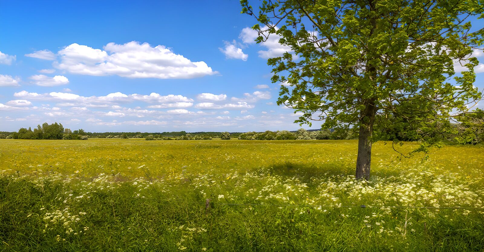 TPES16513: Pradera en flor con árbol al sol