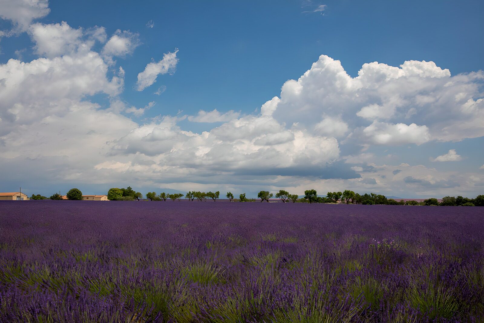 TPES45991: Un mar de lavanda bajo nubes blancas