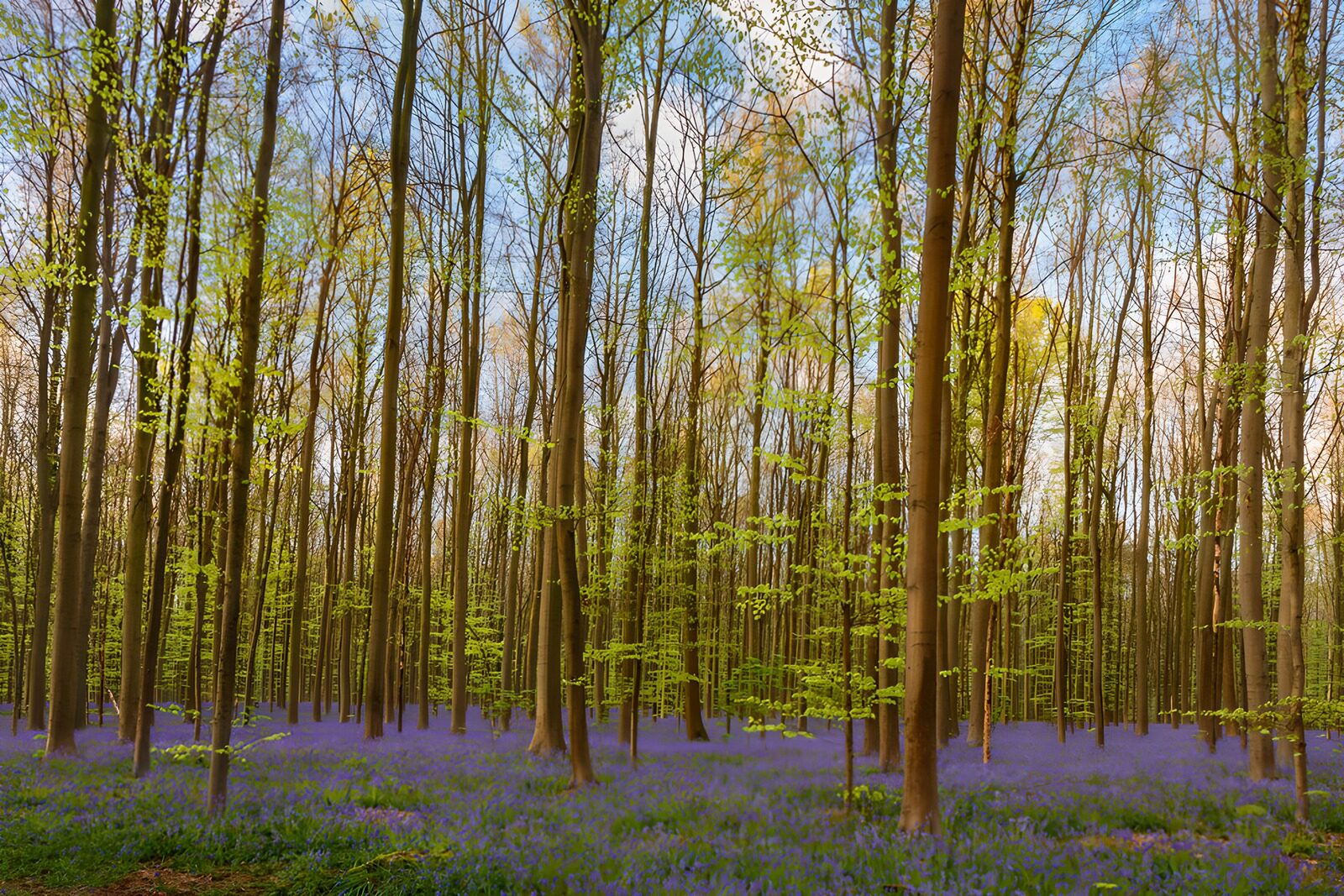 TPES30341: Jacintos silvestres en un bosque primaveral