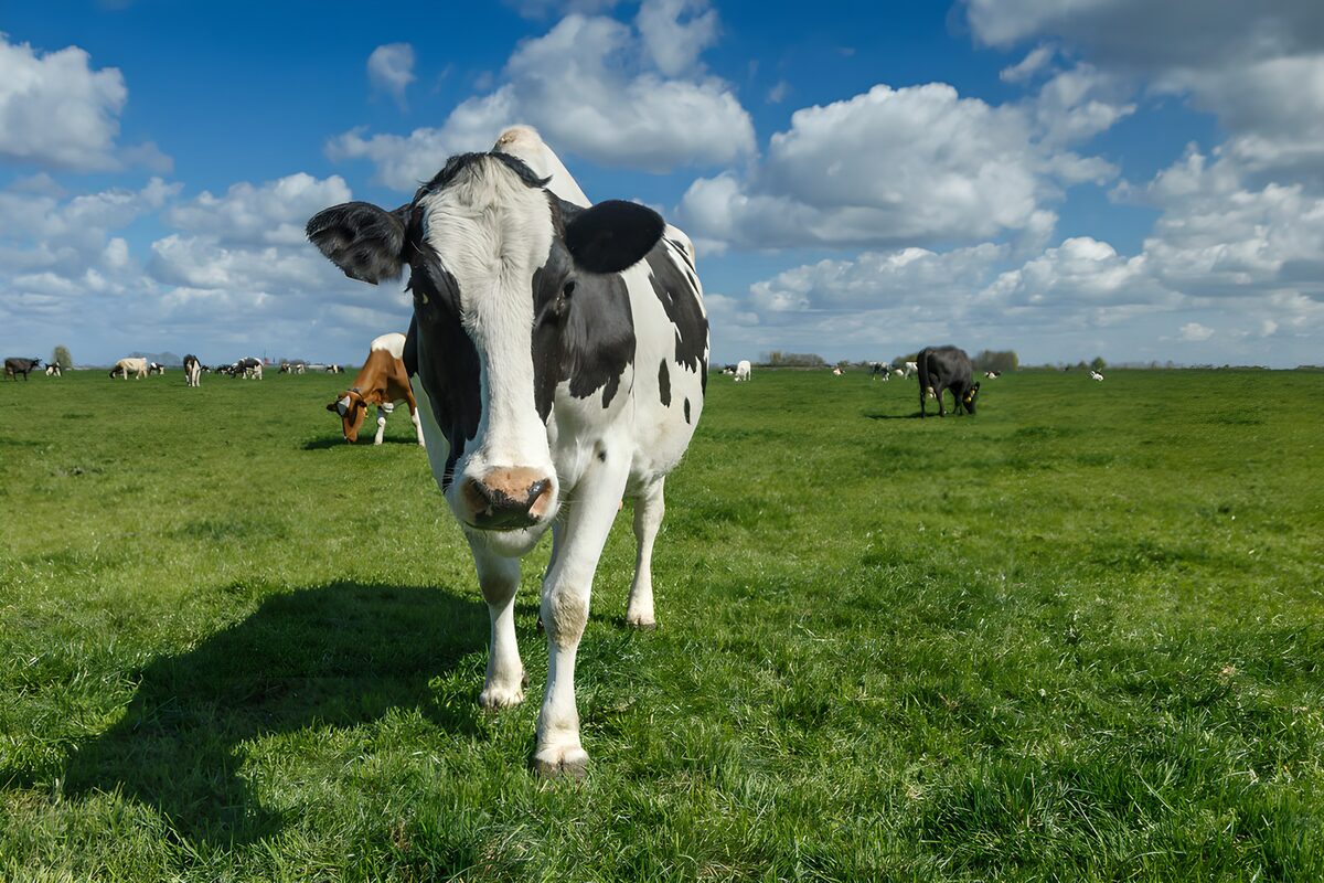Vaca en primer plano en un prado verde