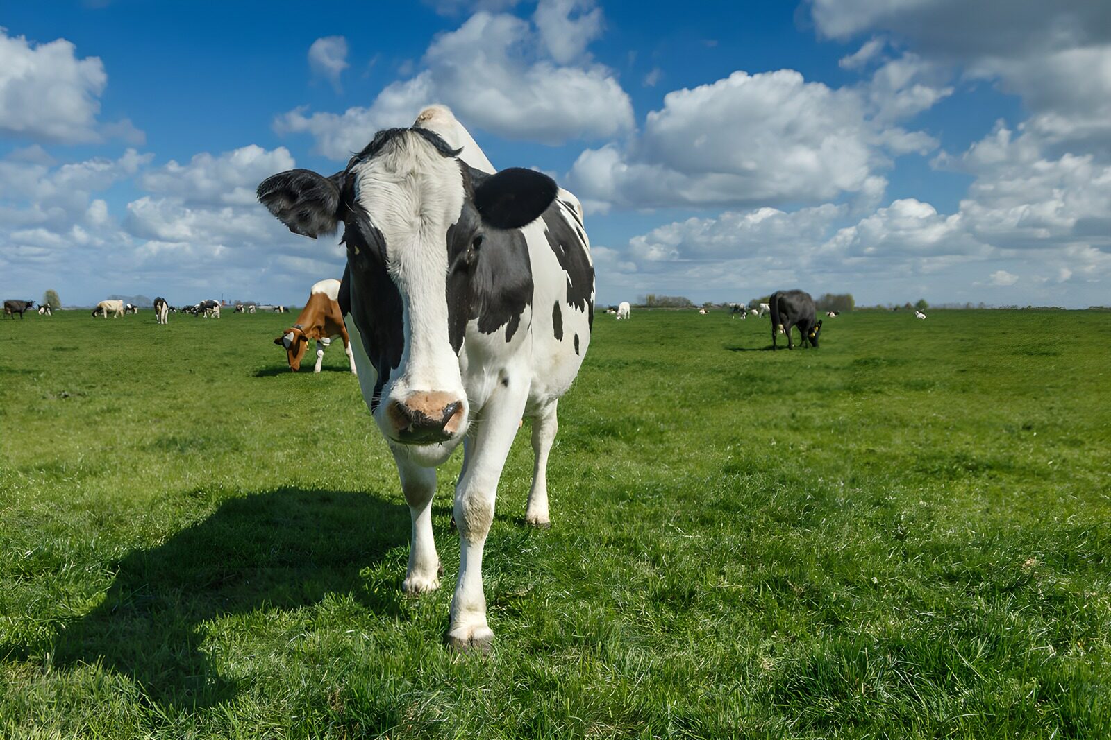 TPES70938: Vaca en primer plano en un prado verde