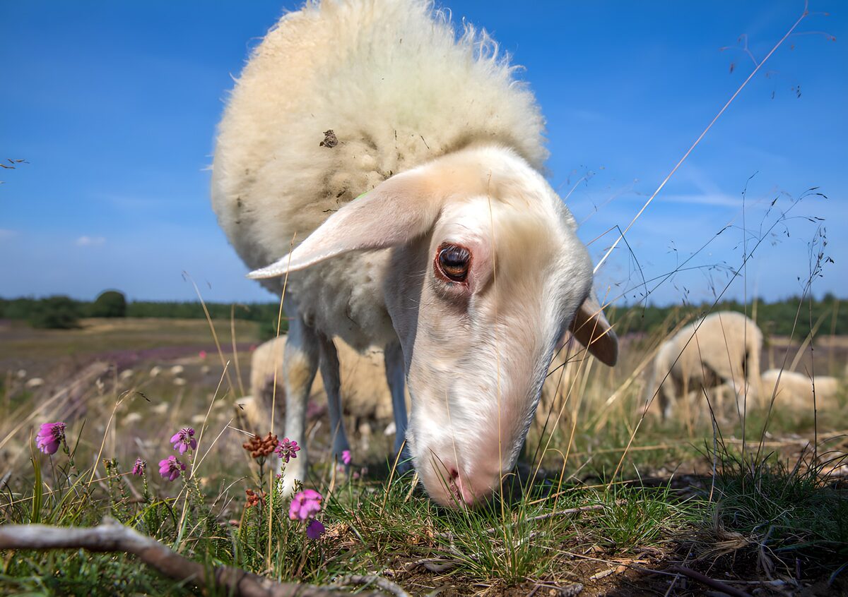 Oveja blanca pastando al sol