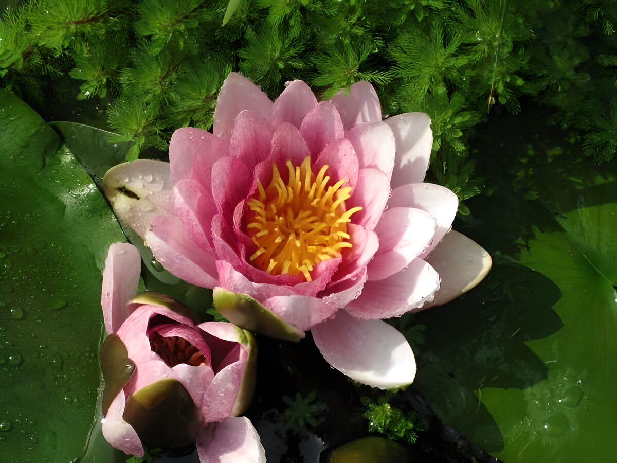 Nenúfar rosa abierto a plena luz