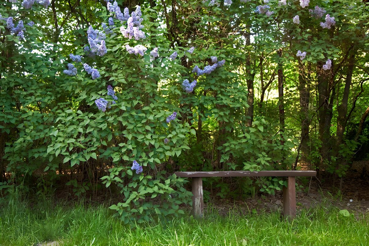 Banco de madera a la sombra de las lilas