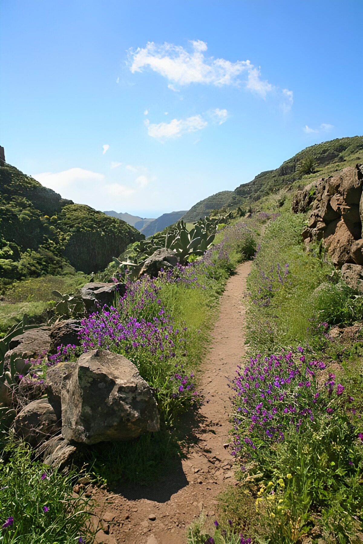 Sendero entre chumberas y flores moradas