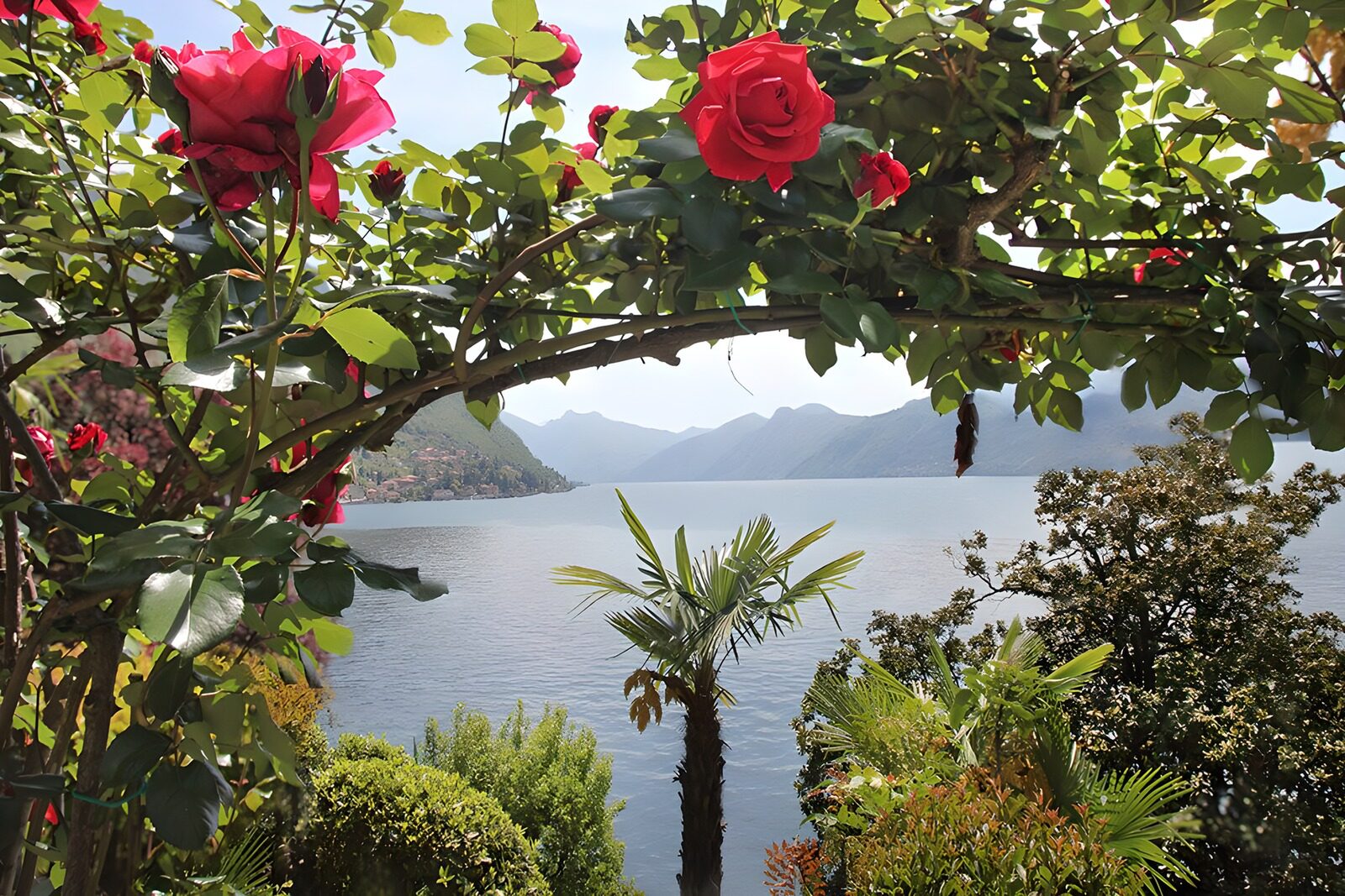 TPES63979: Rosas rojas con vistas al lago