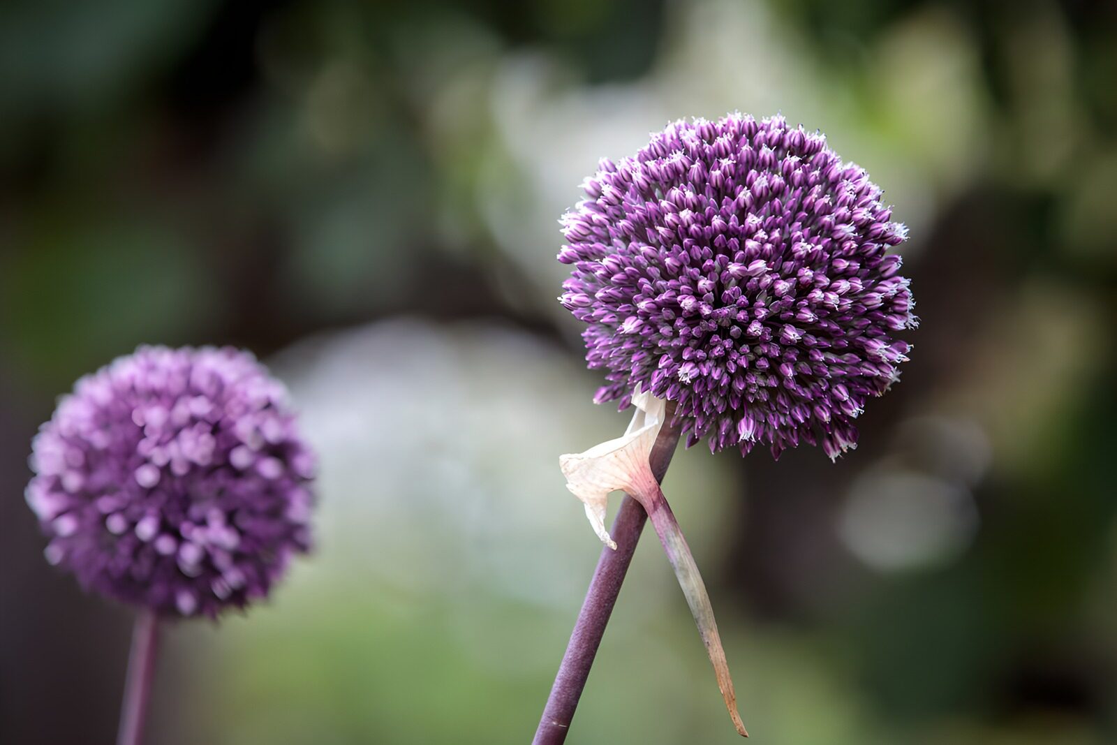 TPES71597: Dos alliums morados sobre un verde suave