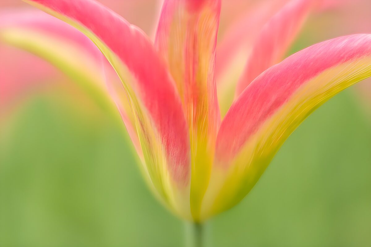 Tulipán rosa y amarillo en tonos pastel