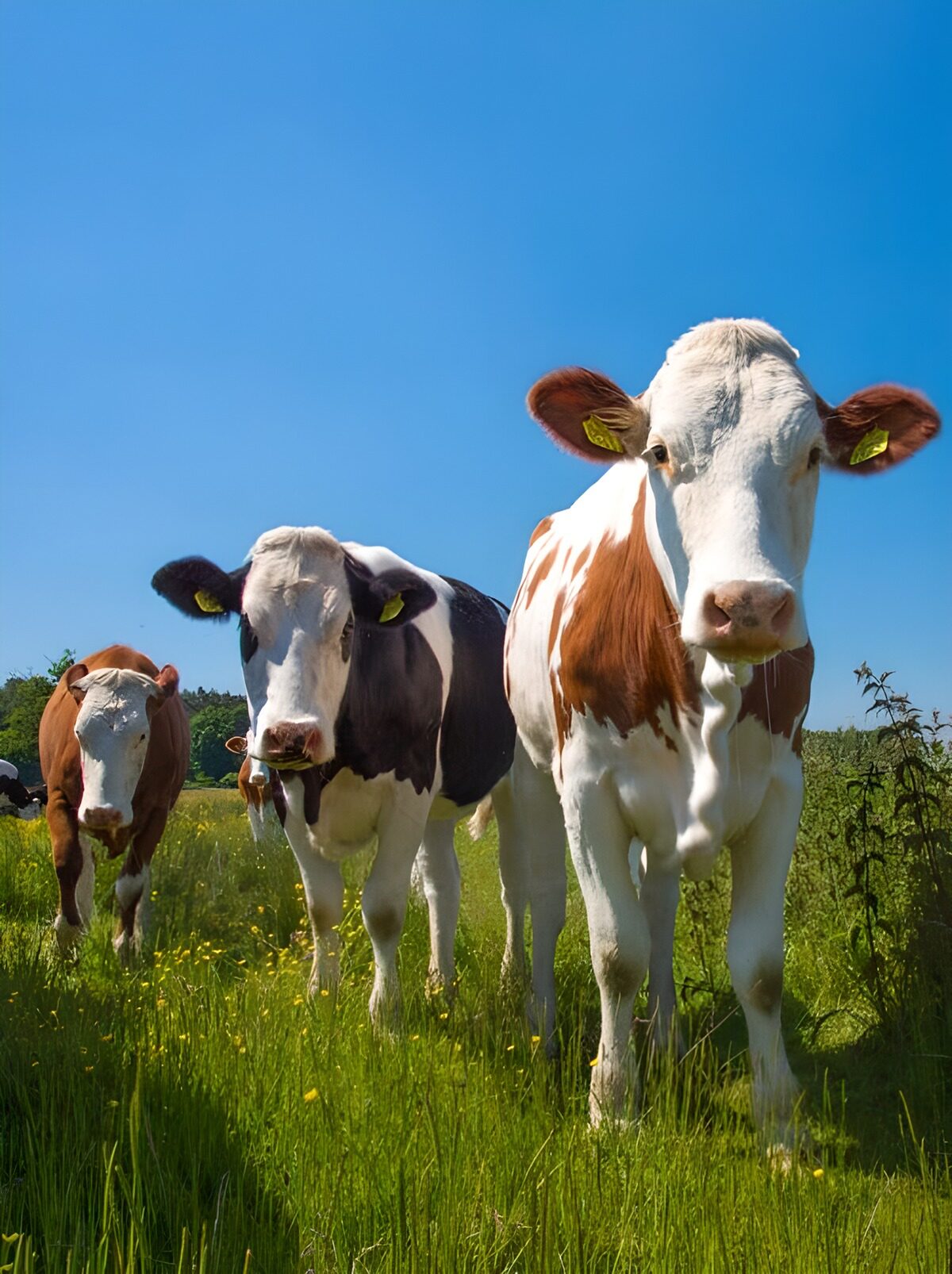 TPES60586: Vacas al sol en una pradera verde