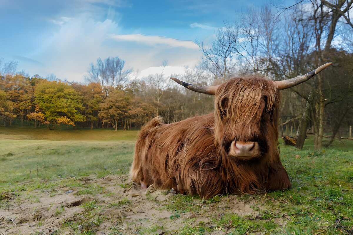 Vaca highland tumbada en un prado de otoño