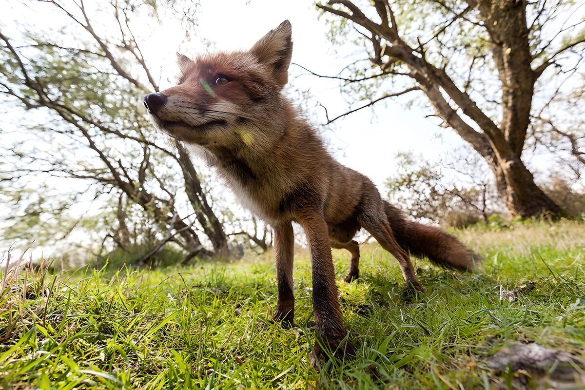 Zorro rojo a ras de hierba