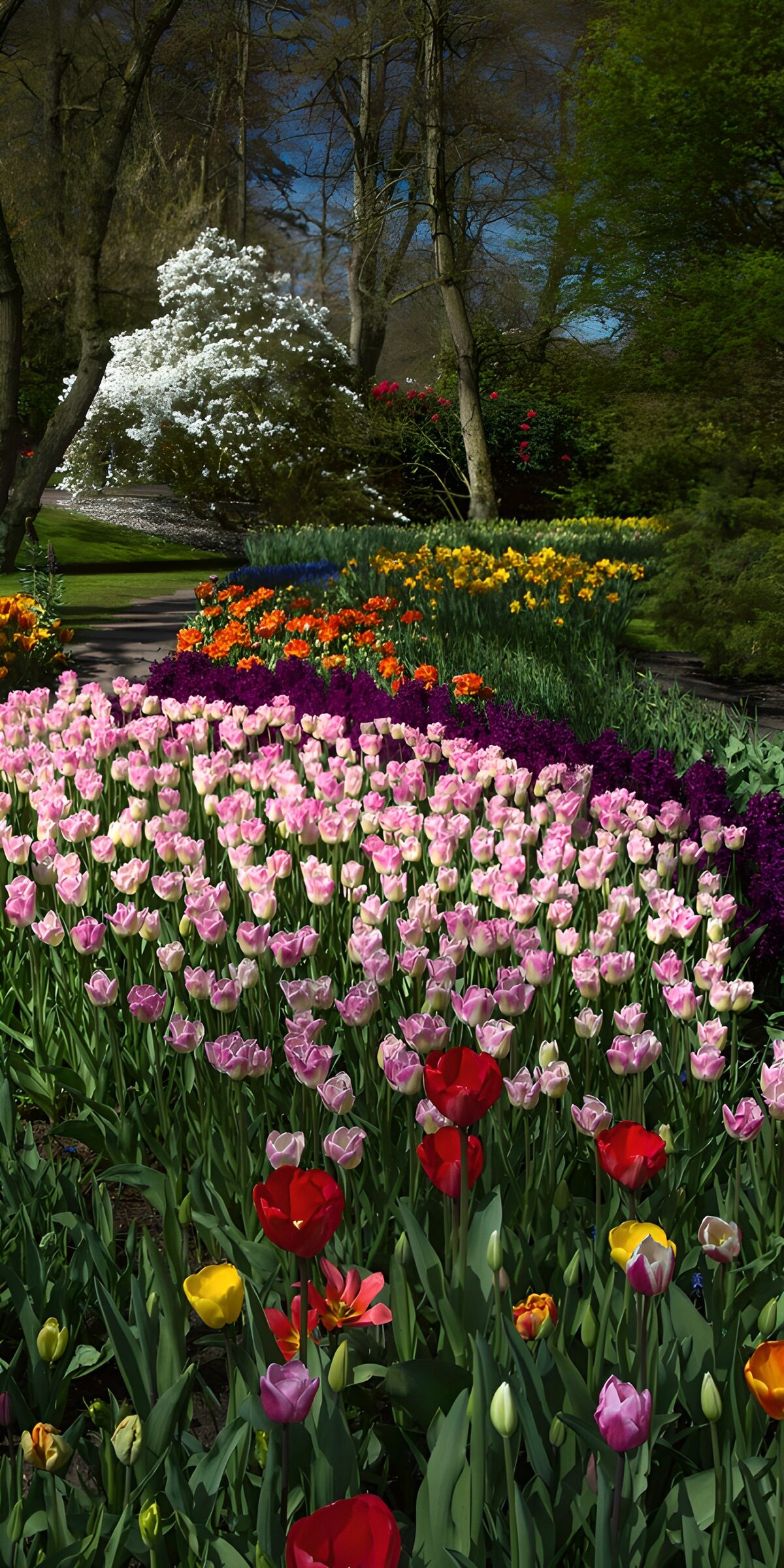 TPES87154: Tulipanes rosas y crema al sol