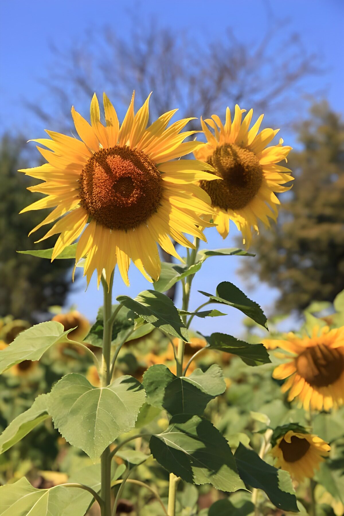 Dos girasoles bajo el cielo azul