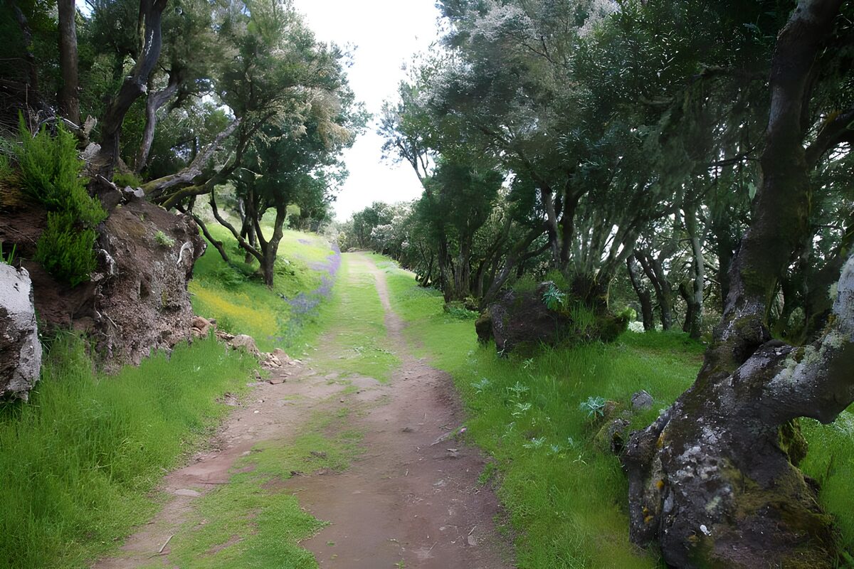 TPES81924: Sendero de hierba entre árboles y rocas