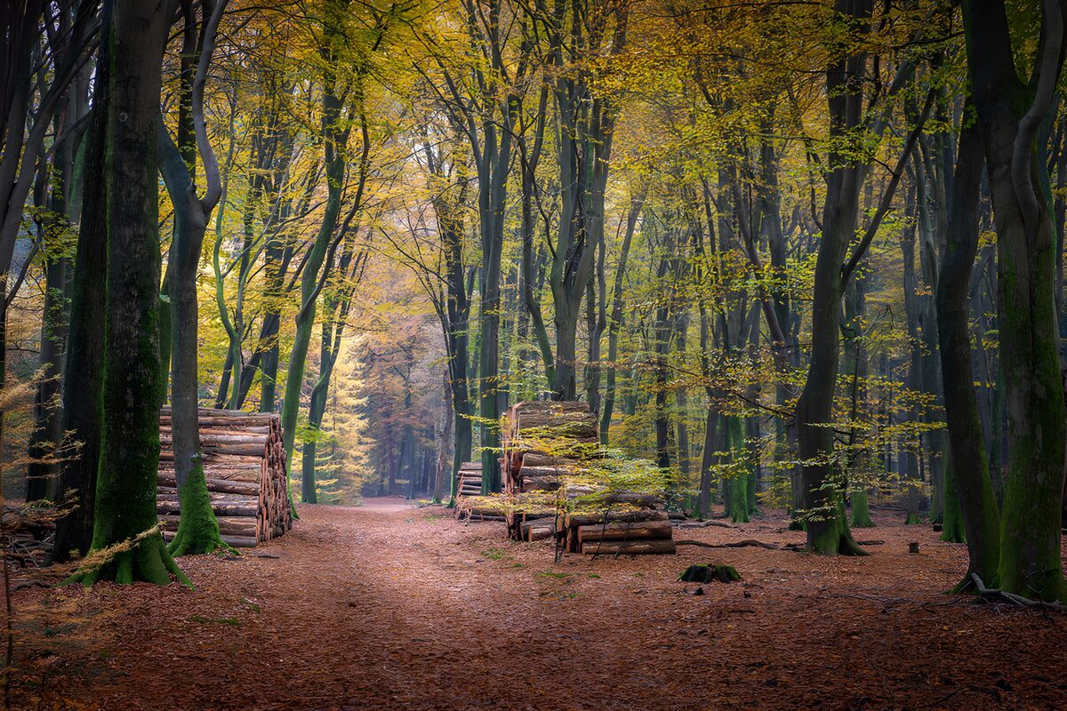 Sendero de otoño entre pilas de leña