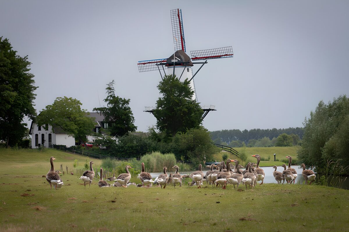 Gansos y molino en una pradera tranquila