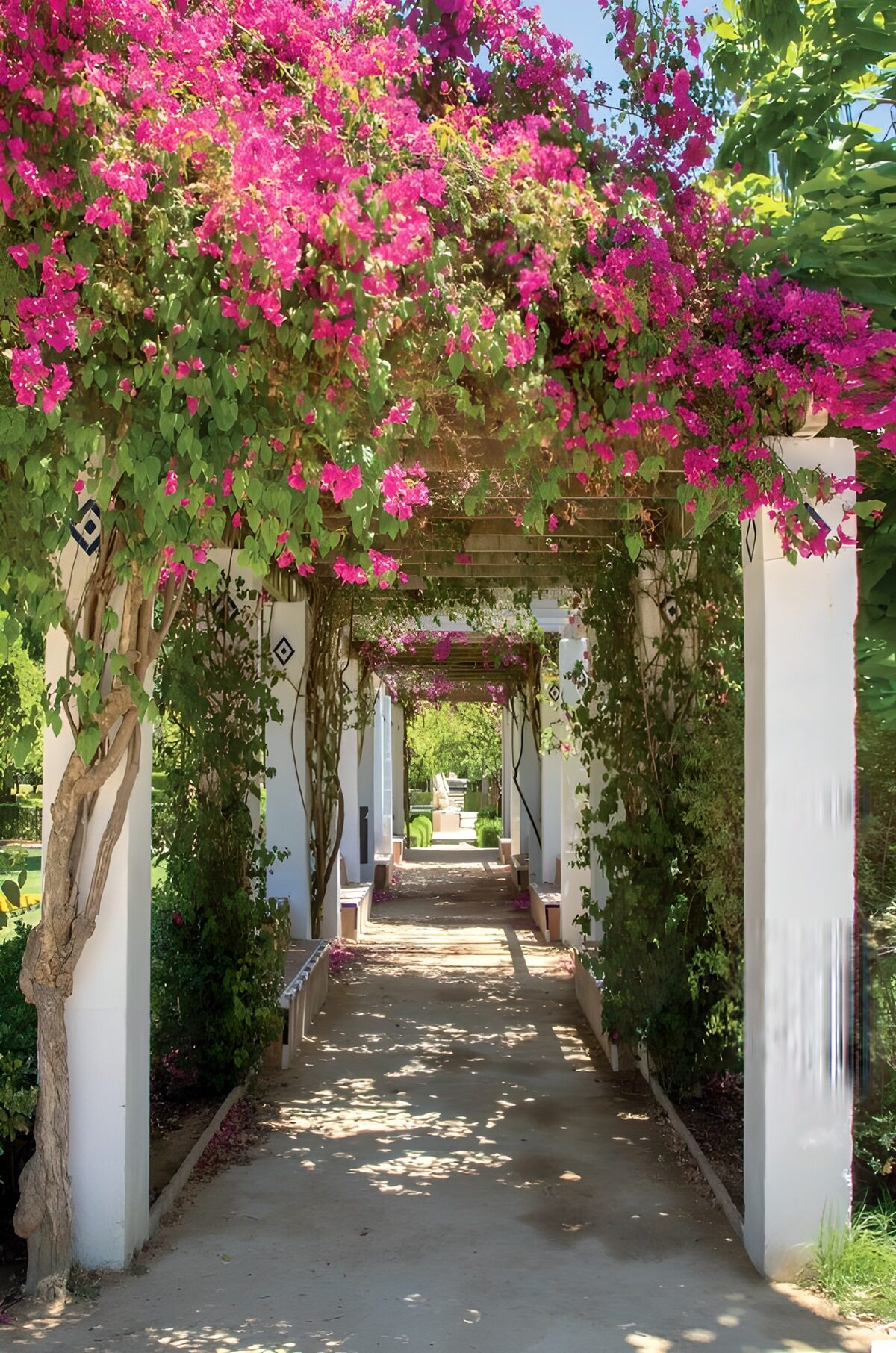 Pérgola de buganvillas en flor