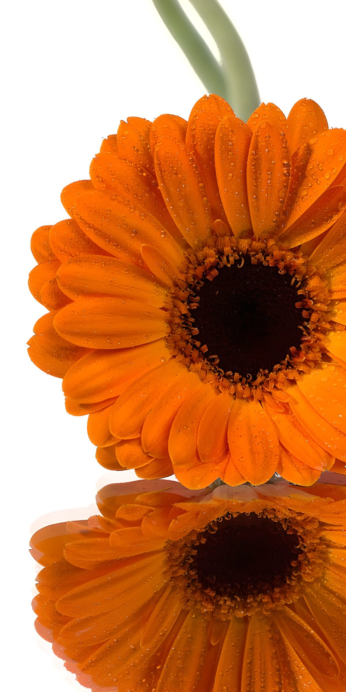 TPES52496: Gerbera naranja con gotas y reflejo