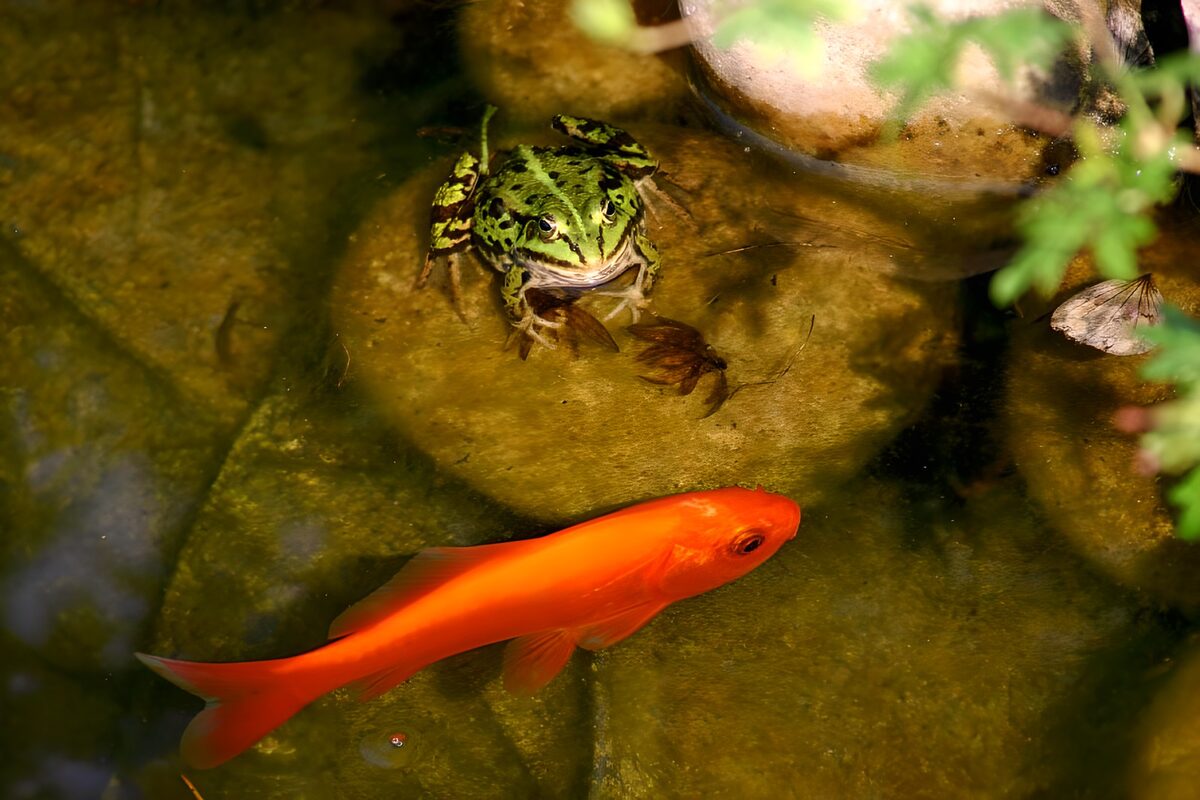 Rana verde y pez naranja entre piedras