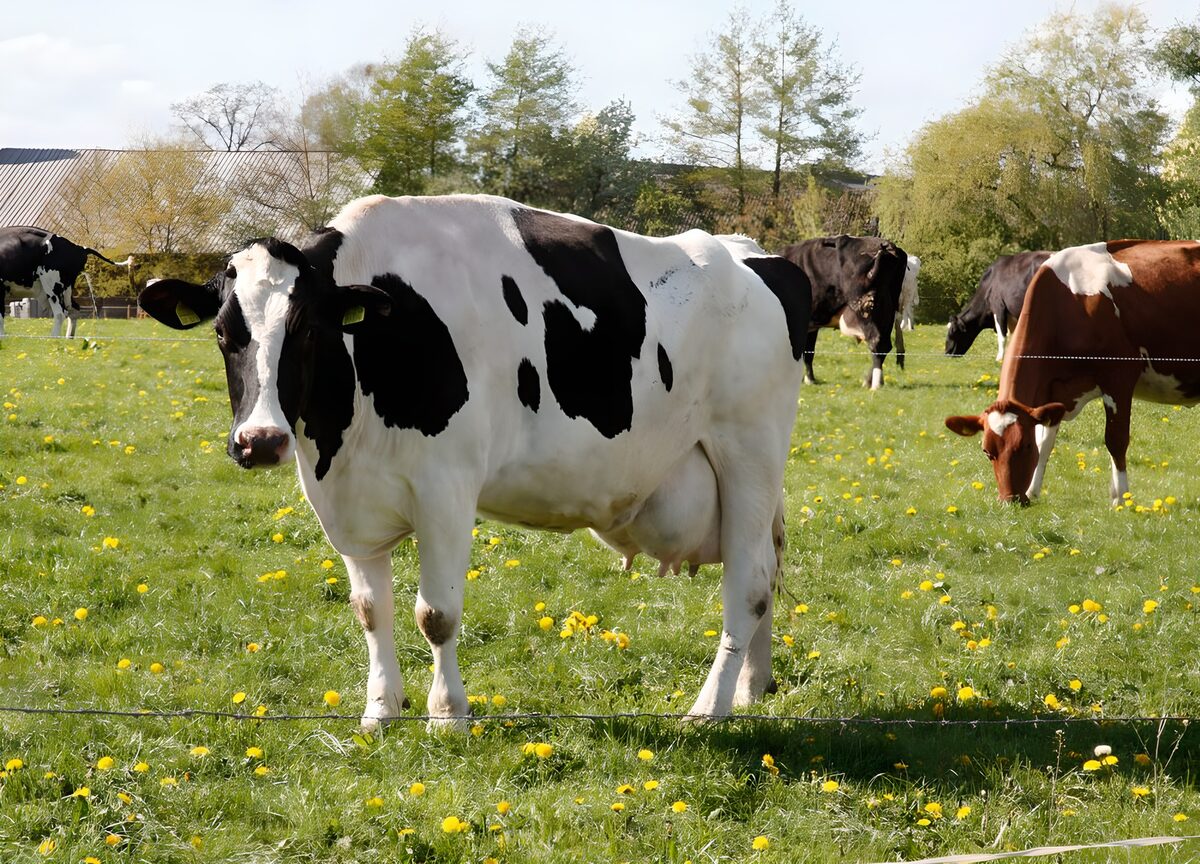 Vaca lechera entre dientes de león