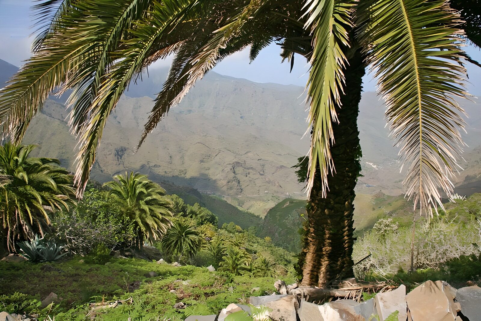 TPES49891: Palmeras sobre un valle de montaña