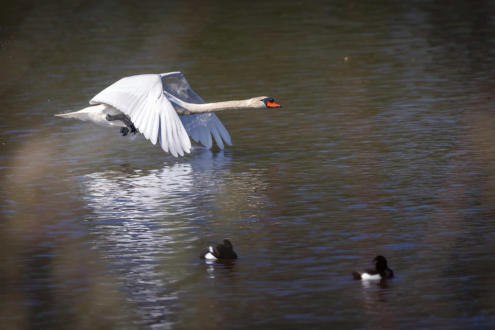 TPES93668: Cisne en vuelo rasante sobre el agua