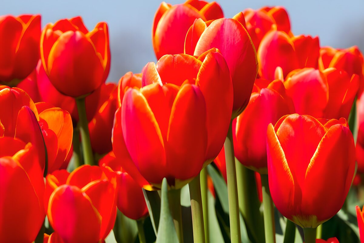 Tulipanes con el fuego en los pétalos