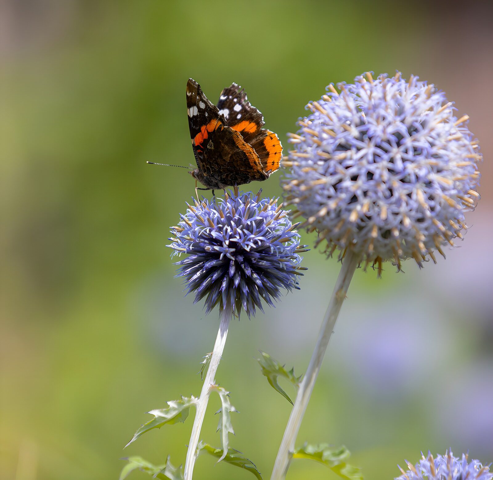 TPES62824: Mariposa en reposo sobre un cardo azul