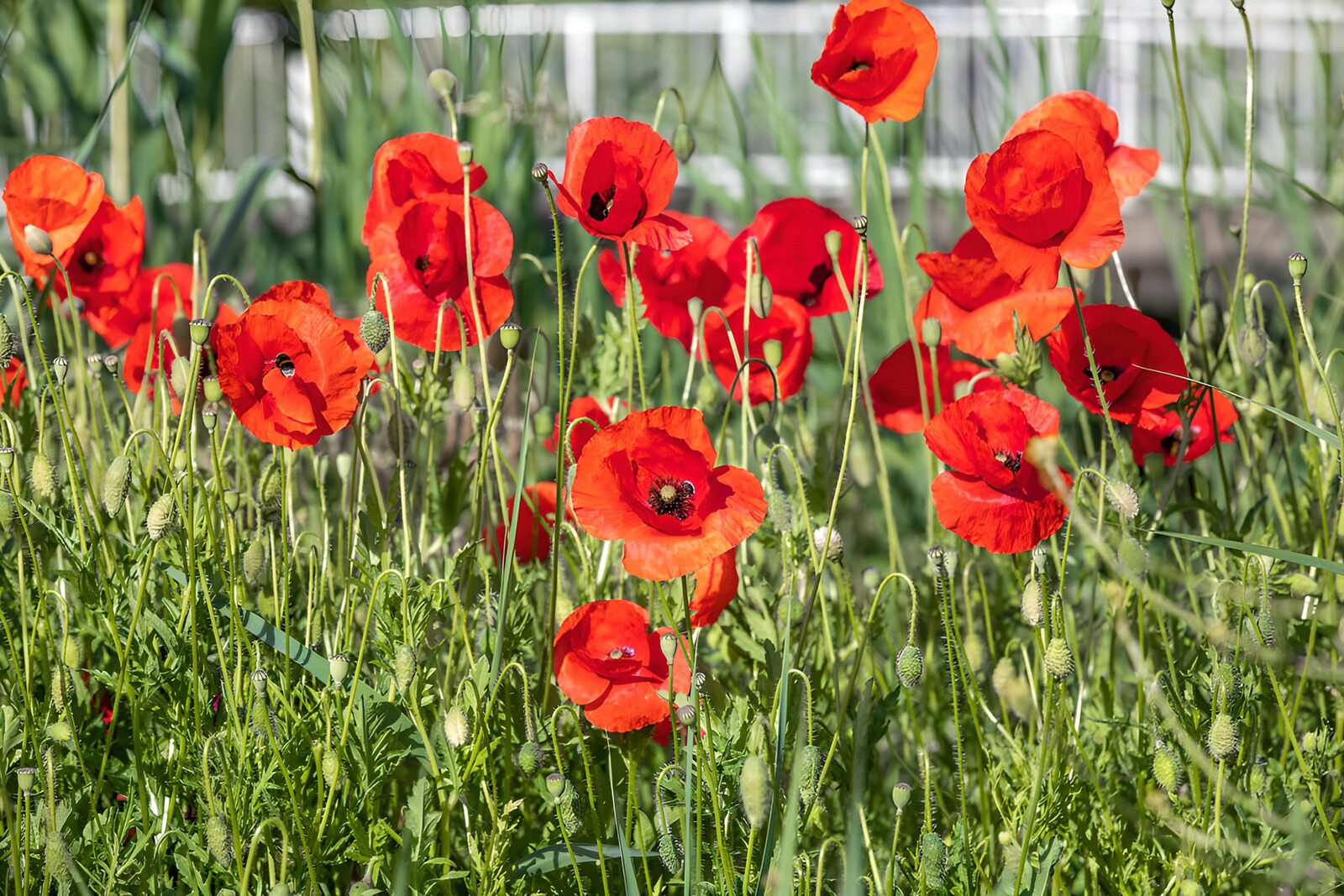 TPES77005: Amapolas rojas entre hierbas al sol