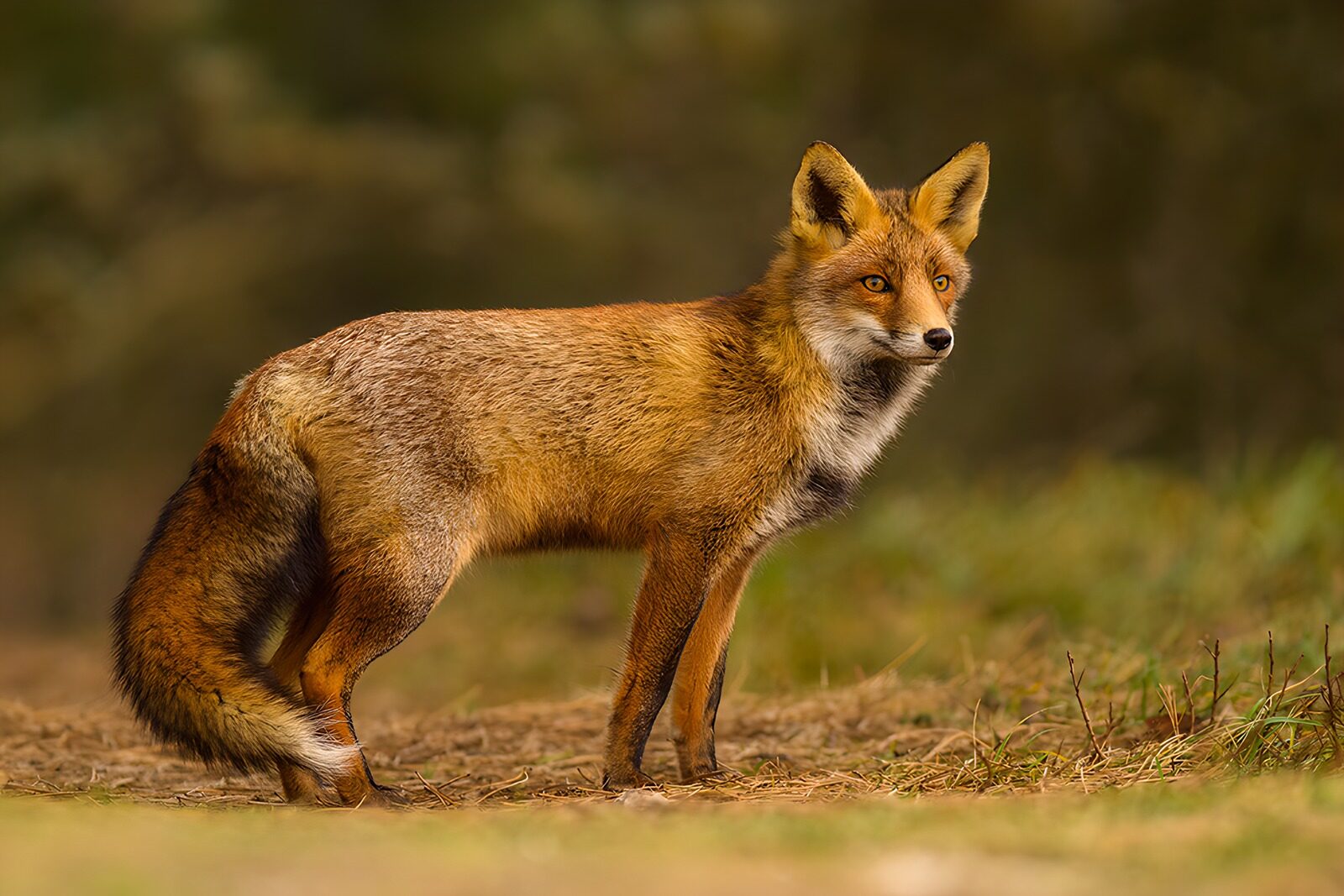 TPES24411: Zorro rojo en alerta sobre tierra seca