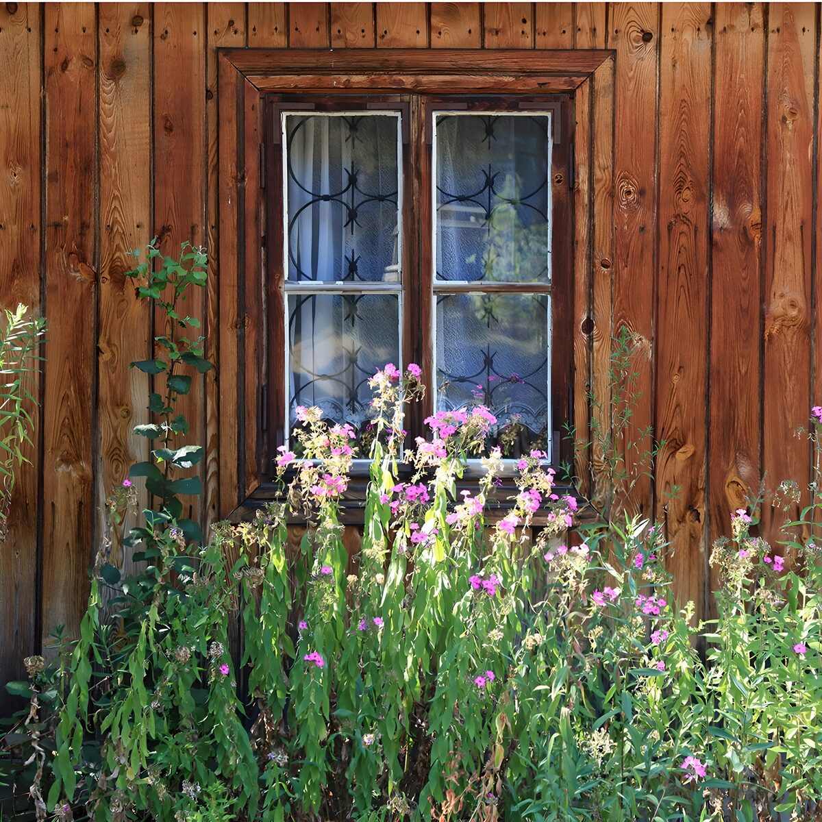 Ventana rústica entre flores rosas