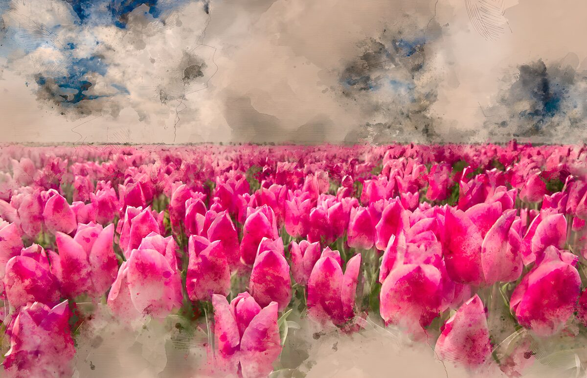 Campo de tulipanes rosas y fucsias