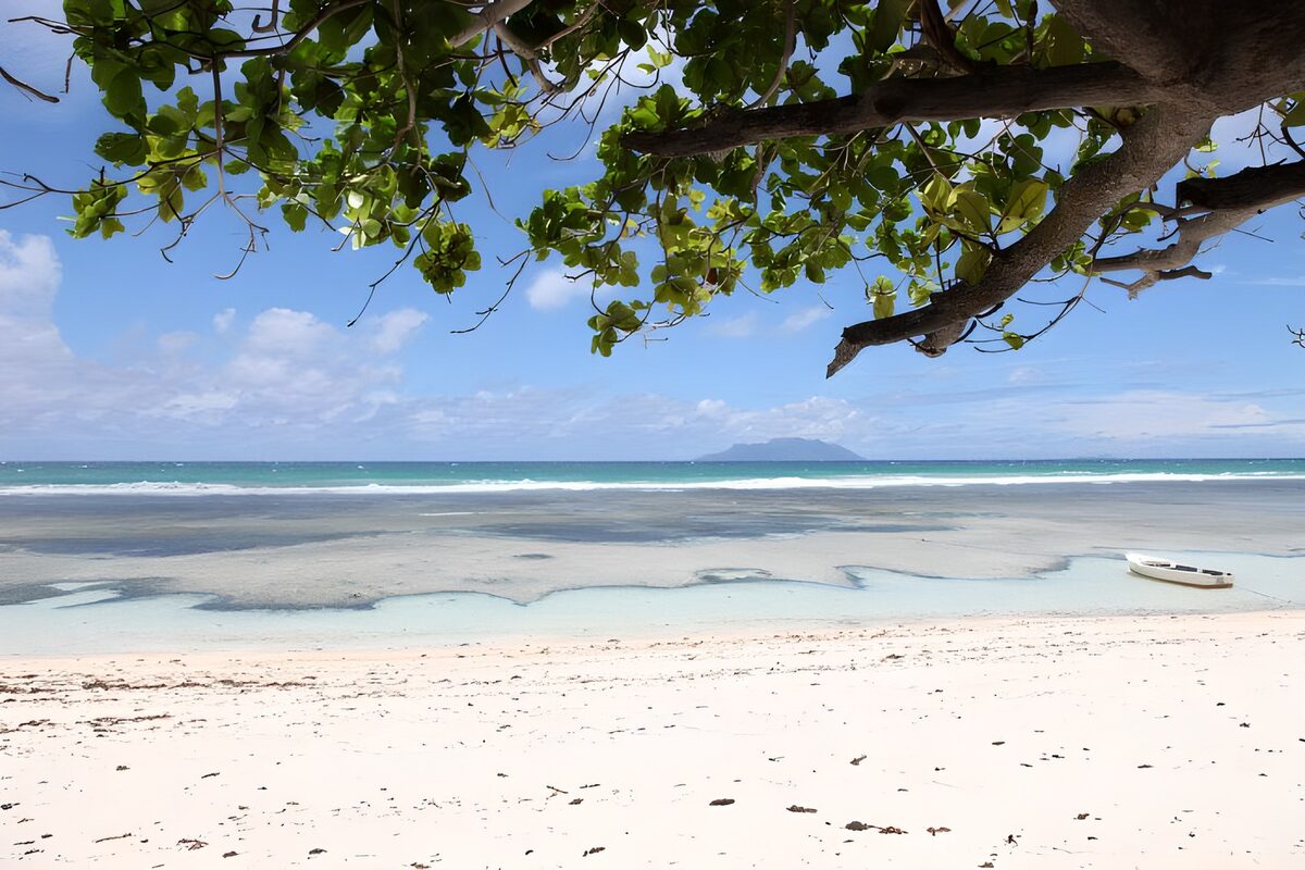 TPES18341: Playa tropical bajo las ramas