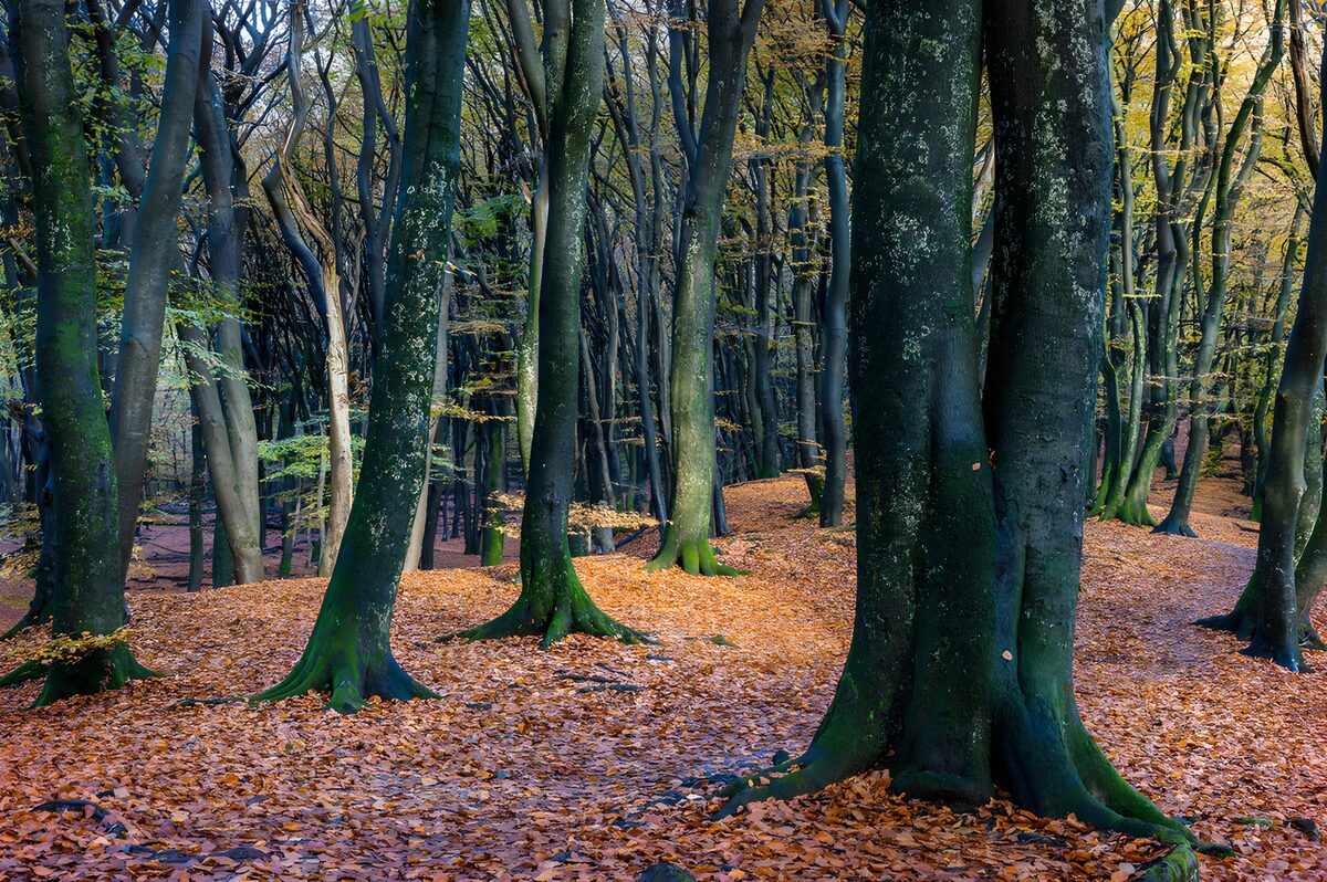 Troncos que guardan el otoño