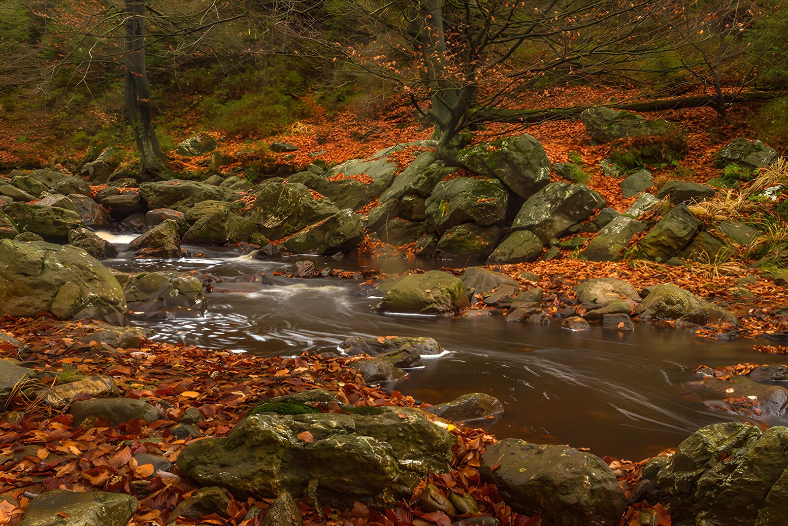 TPES10865: El arroyo susurra entre hojas de otoño