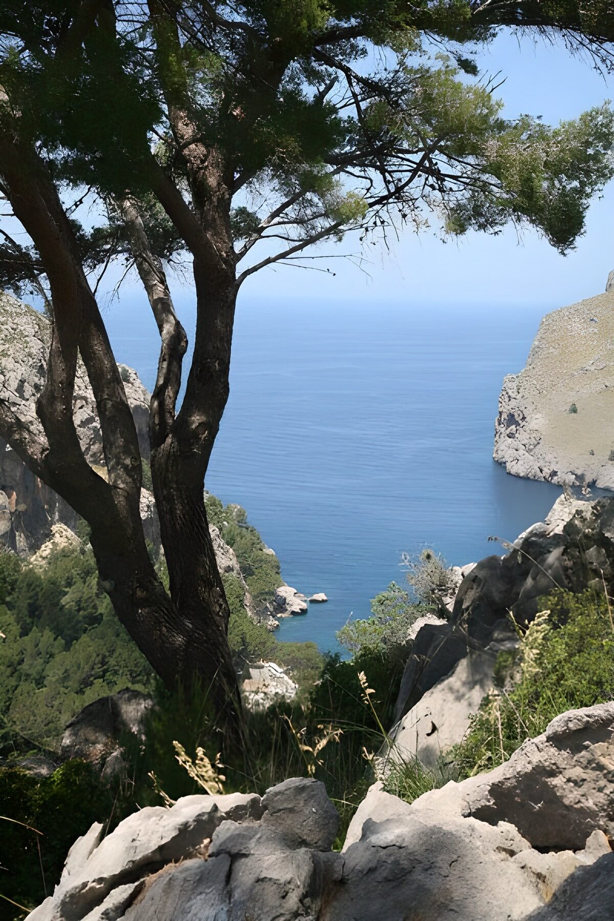 Cala rocosa a la sombra de un árbol
