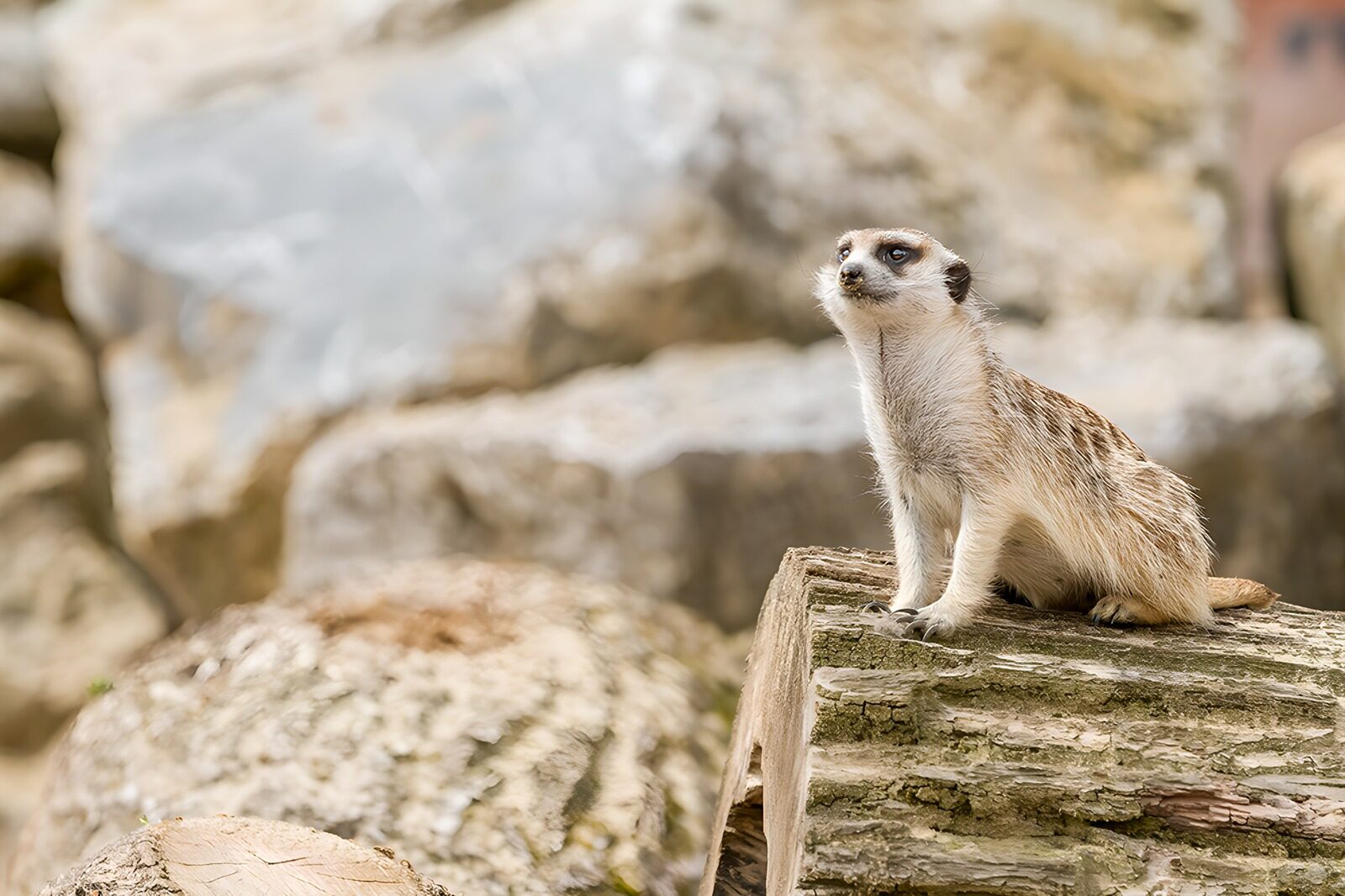 TPES12982: Suricata erguida sobre un tronco