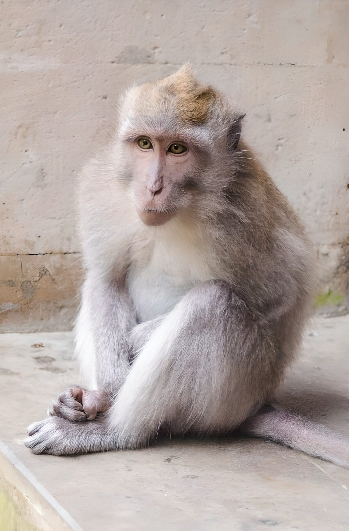 Macaco sentado, atento a lo que pasa