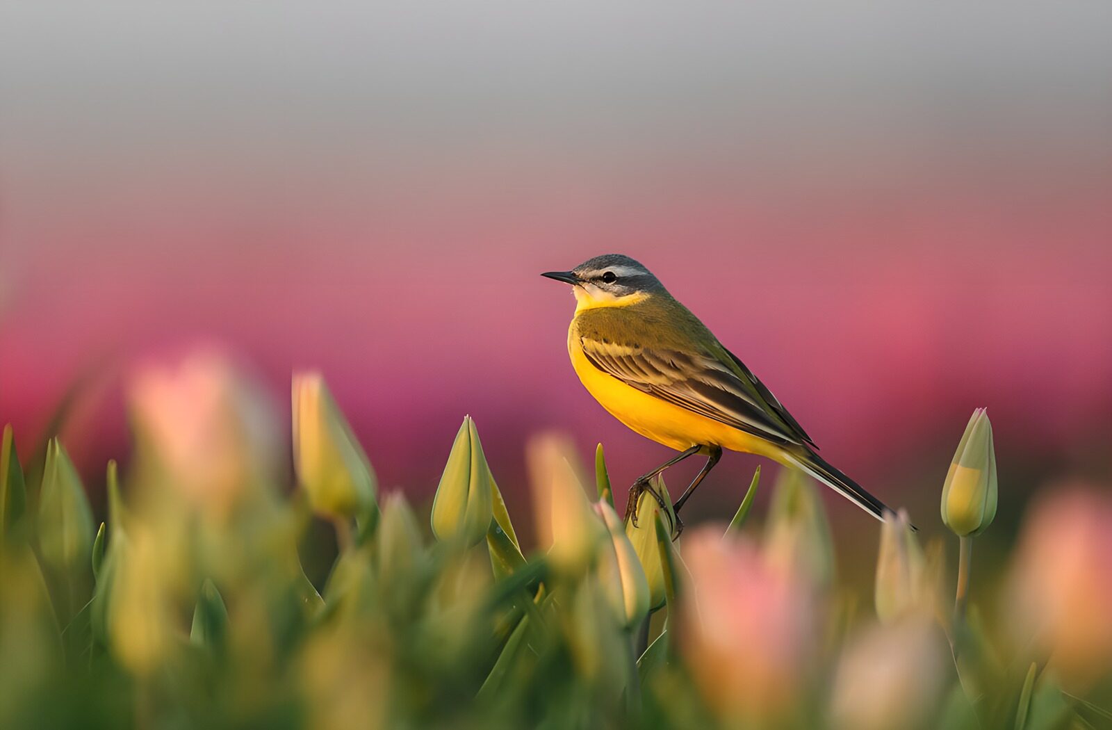 TPES97775: Lavandera boyera sobre un tulipán